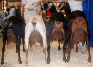 09 nubian herd