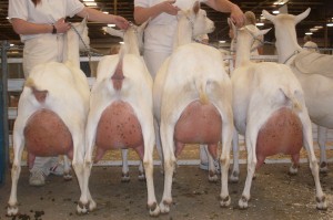 09 saanen herd