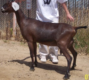 glitzy2010