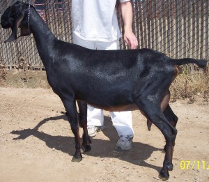 lola2010