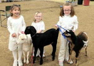 showmanship