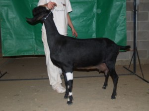 Alegria 2011