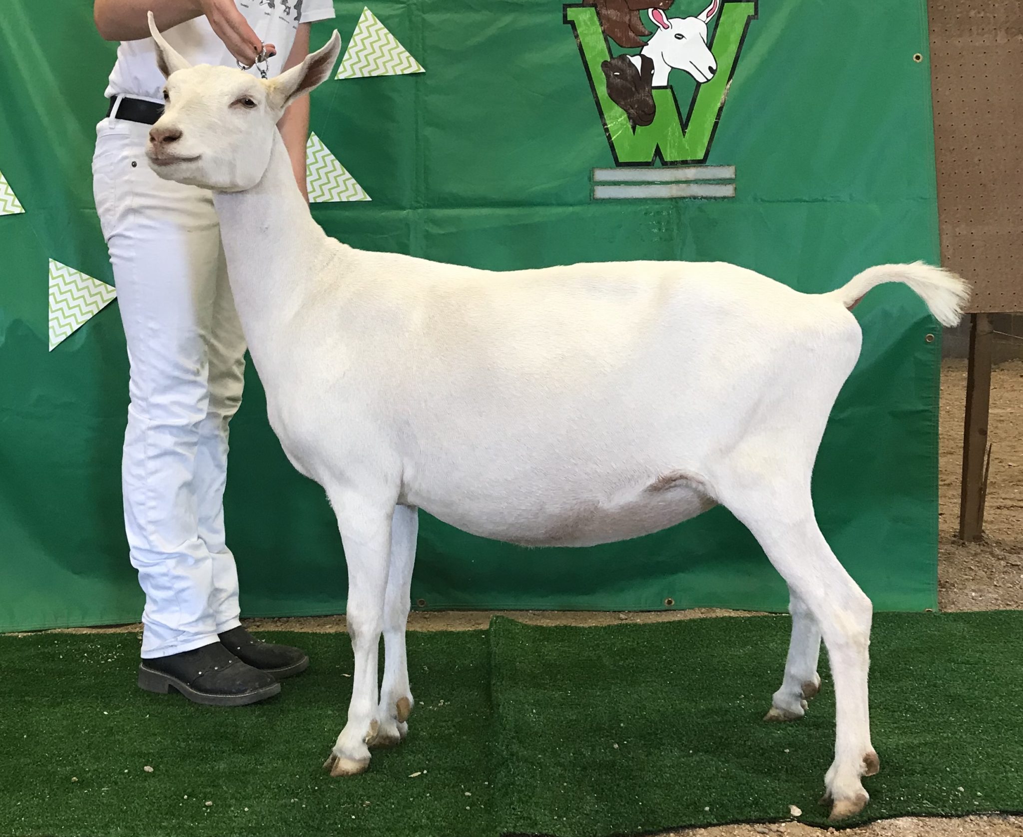 Saanens Mega Milkers